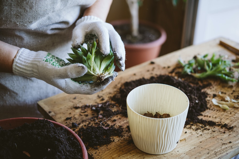 Améliorer votre patrimoine immobilier grâce à un jardinage efficace